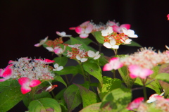 紫陽花Ⅳ