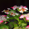 紫陽花Ⅳ