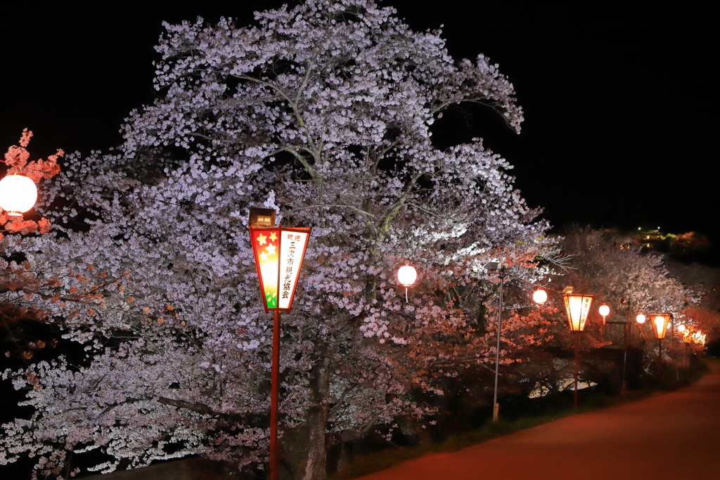尾関山の桜並木