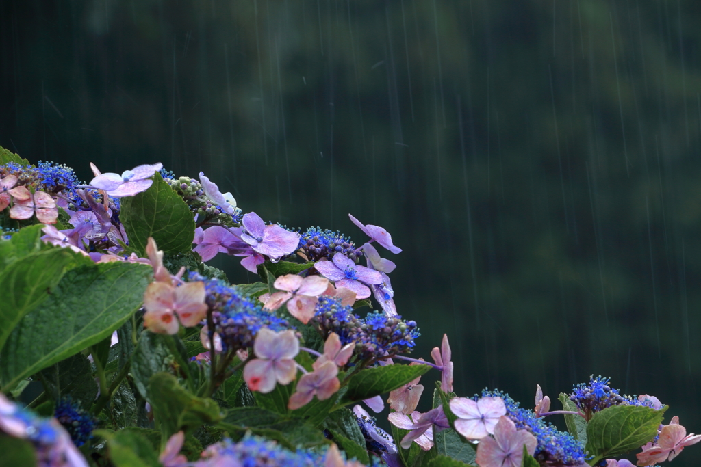 送り梅雨！