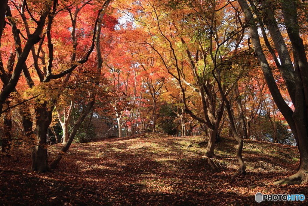 晩秋の光景