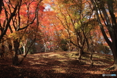 晩秋の光景