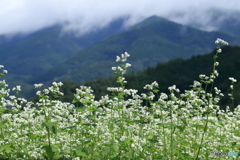 蕎麦畑