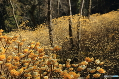 ミツマタの花Ⅱ