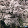 老大木ヤマザクラ