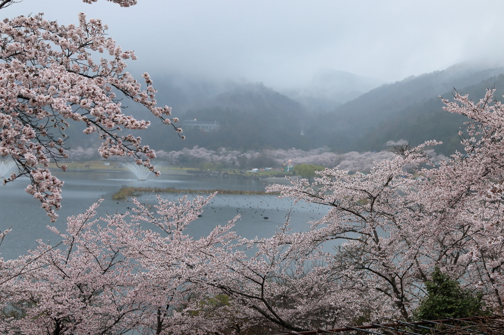 桜雲