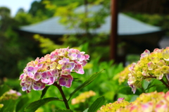 紫陽花Ⅴ