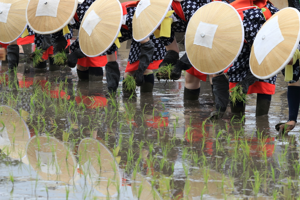 壬生の花田植