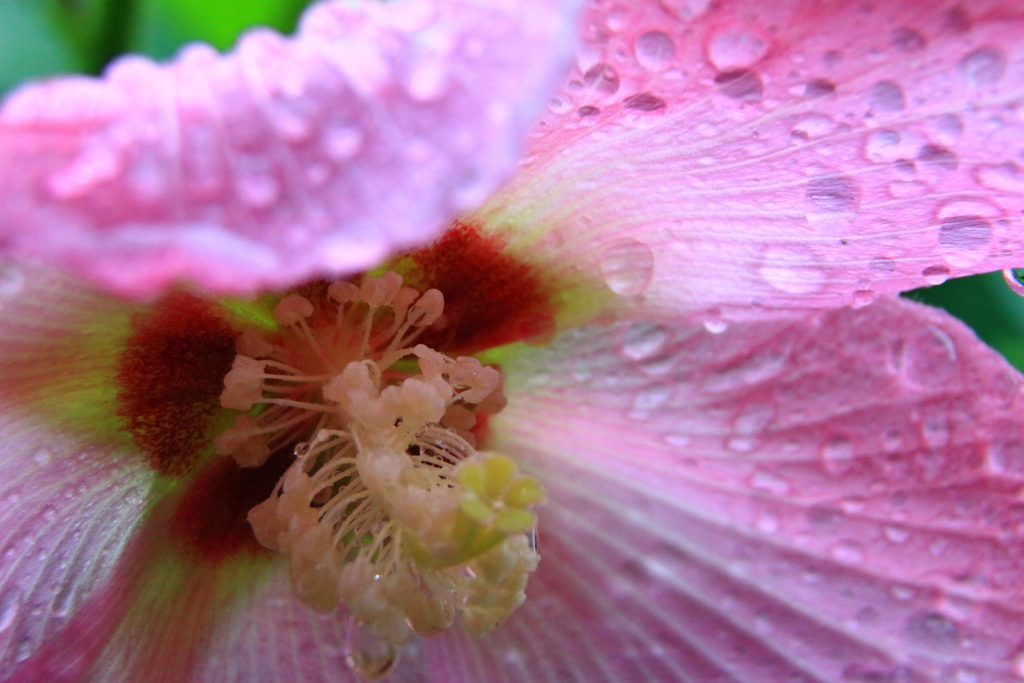 雨に咲く芙蓉