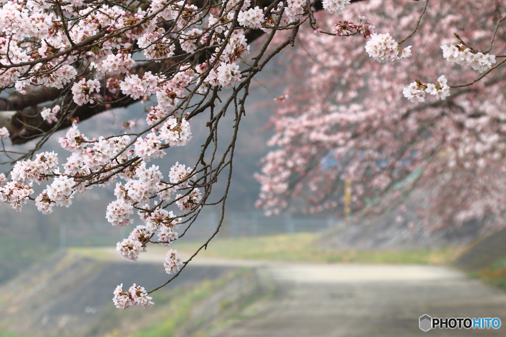 霧中の桜