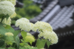 紫陽花Ⅵ