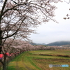 里山の桜