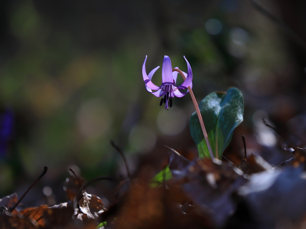 カタクリの花