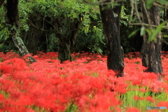 彼岸花１