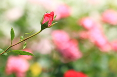 湧永庭園　薔薇園Ⅲ