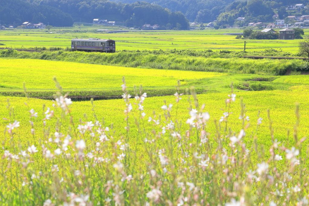 夏から秋へ