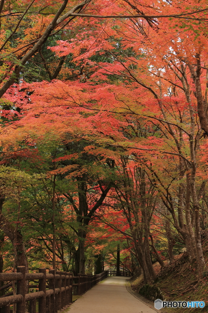 紅葉の小径