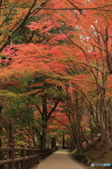 紅葉の小径