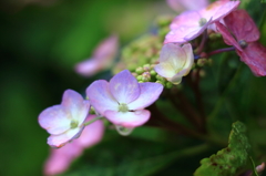 雨に濡れた紫陽花