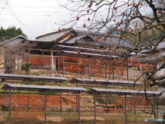 干し柿の里