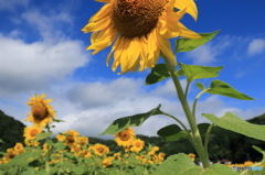 日回り草