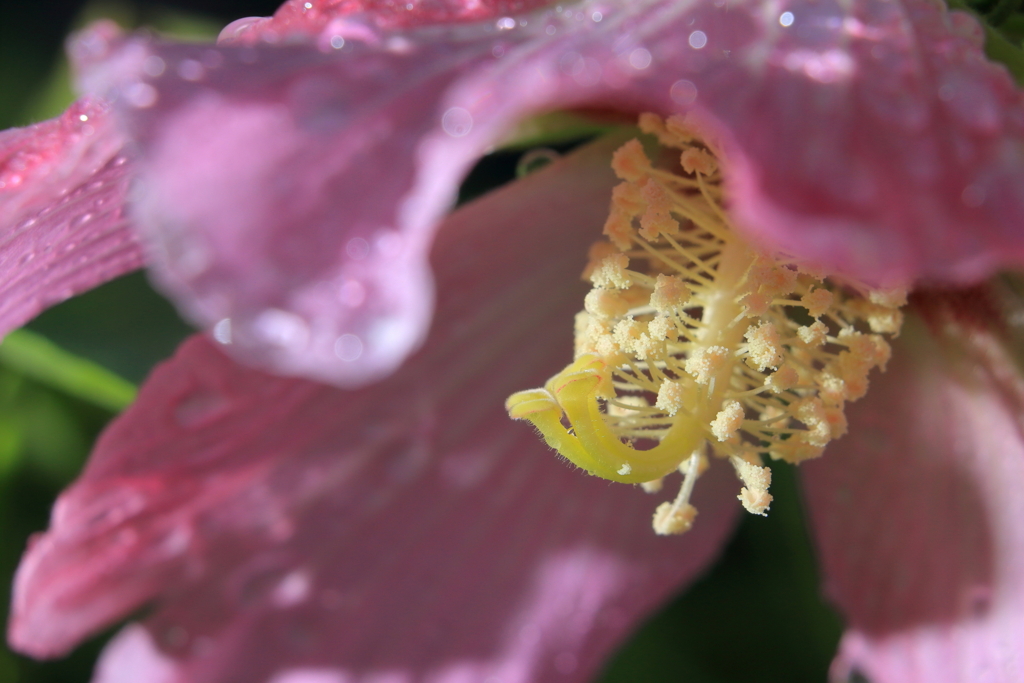 芙蓉