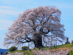 一本桜