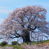 一本桜