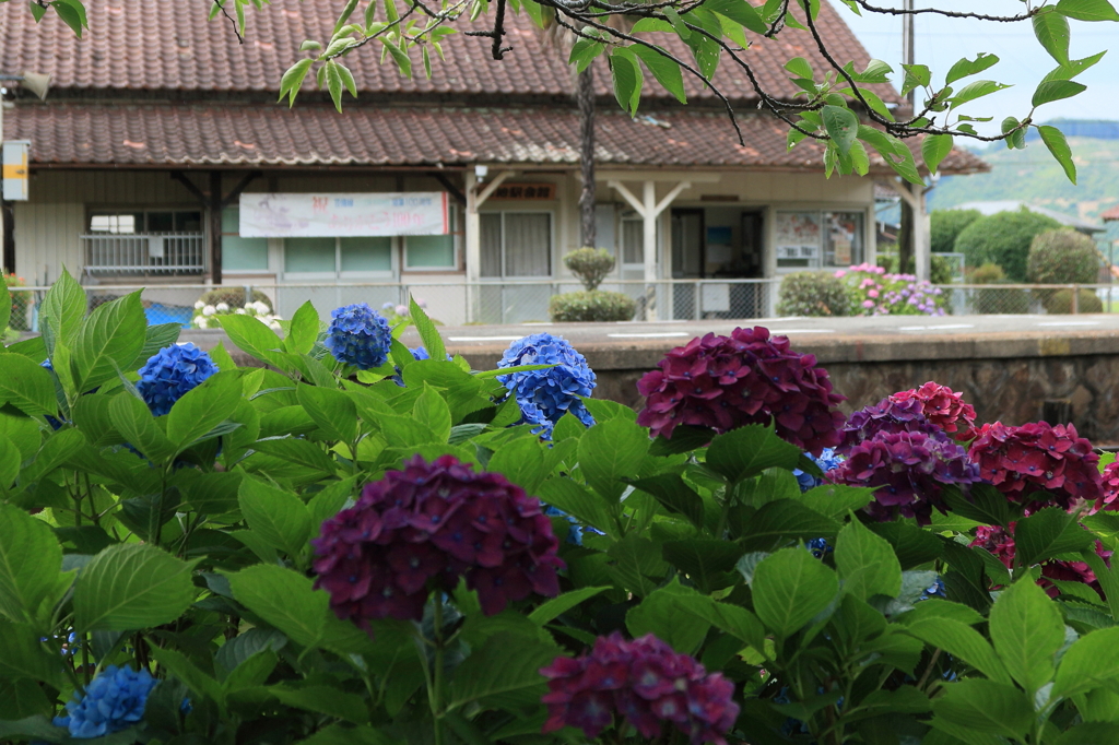 紫陽花の駅