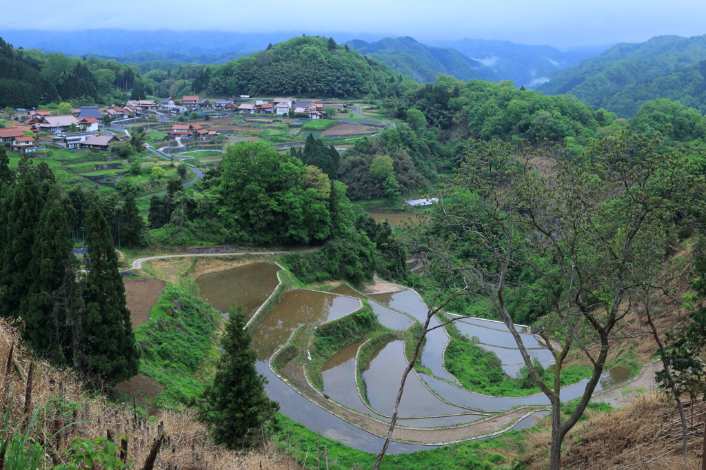 山里の春
