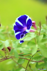 晩夏Ⅰ