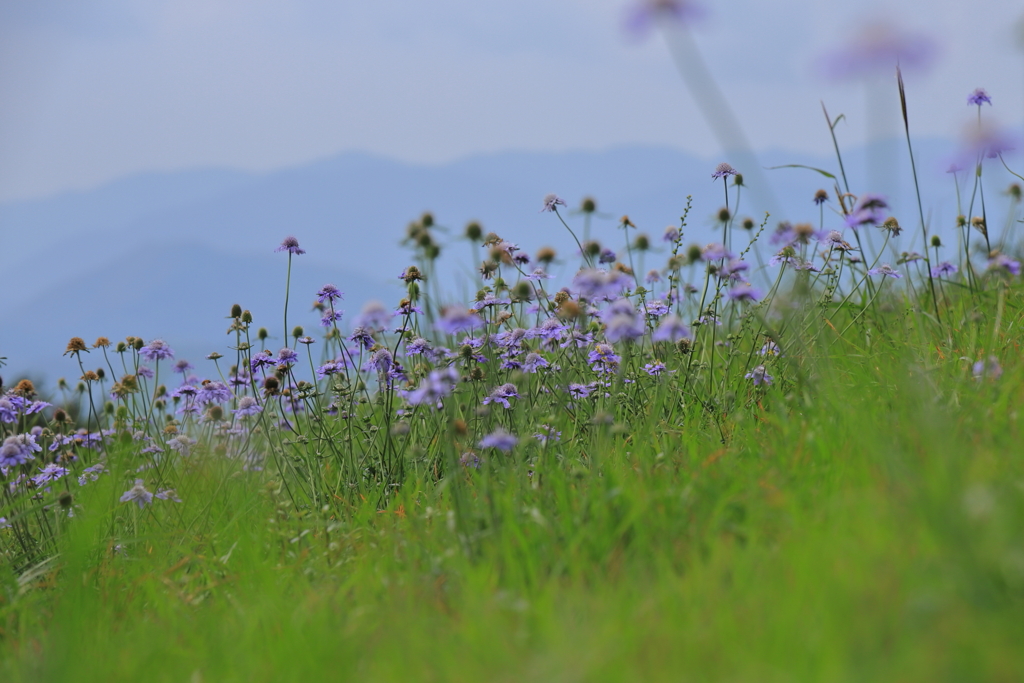 高原の山野草３