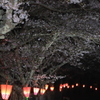 夜の千本桜