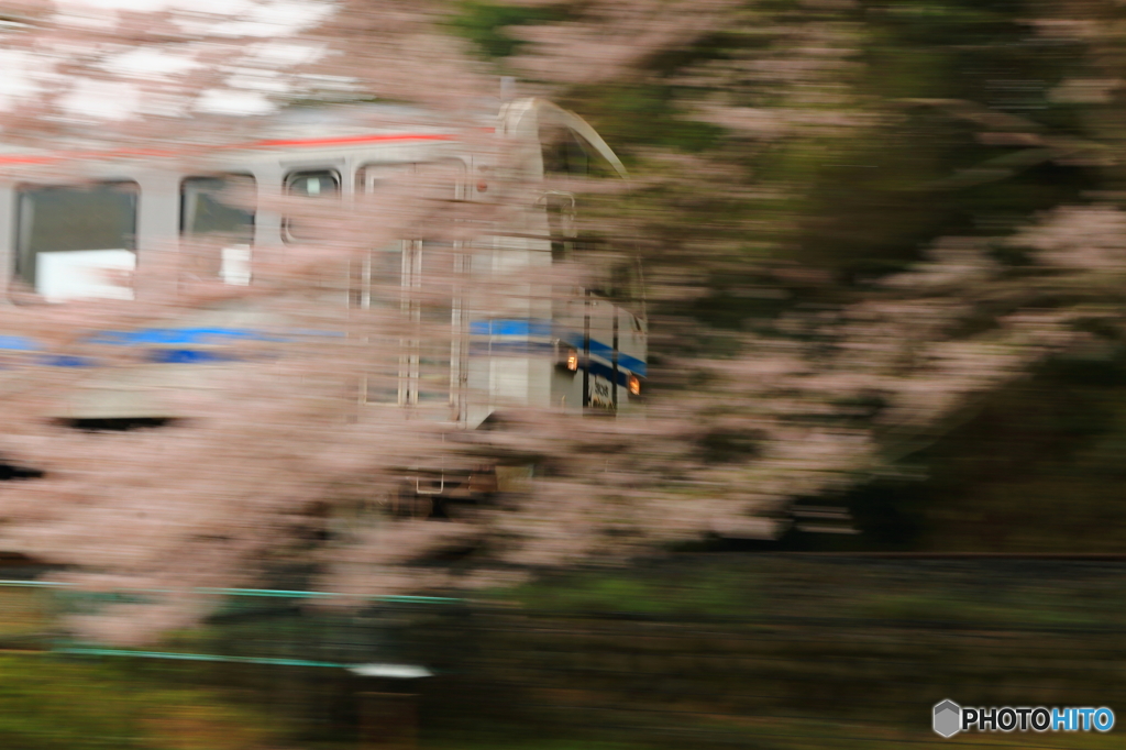 桜と三江線Ⅱ