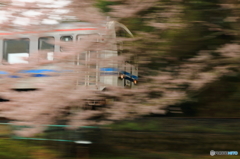 桜と三江線Ⅱ