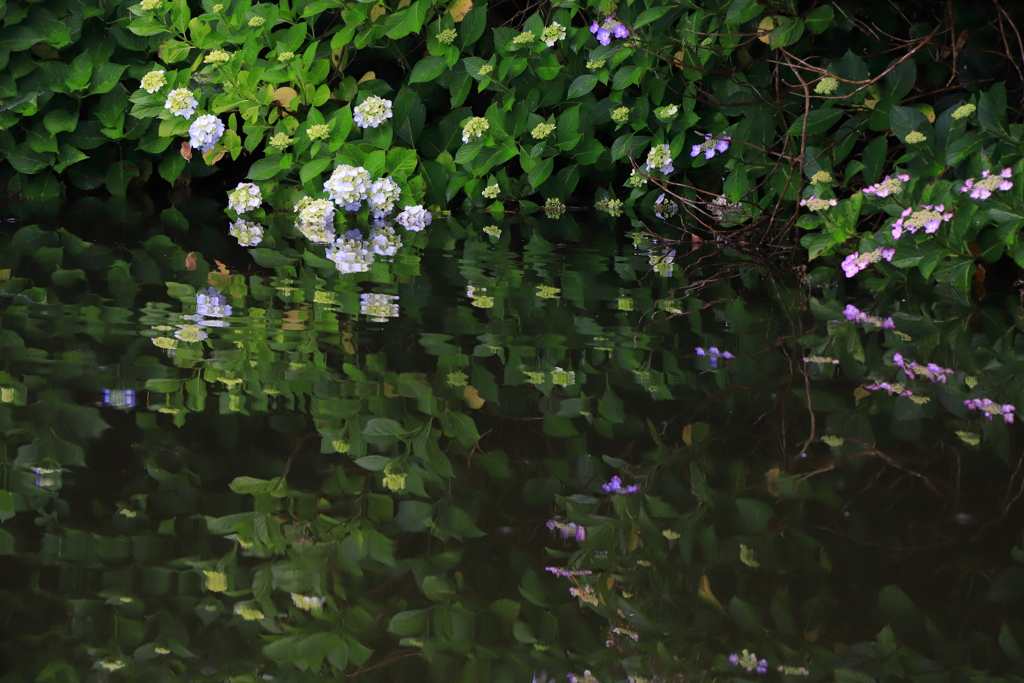 梅雨の紫陽花