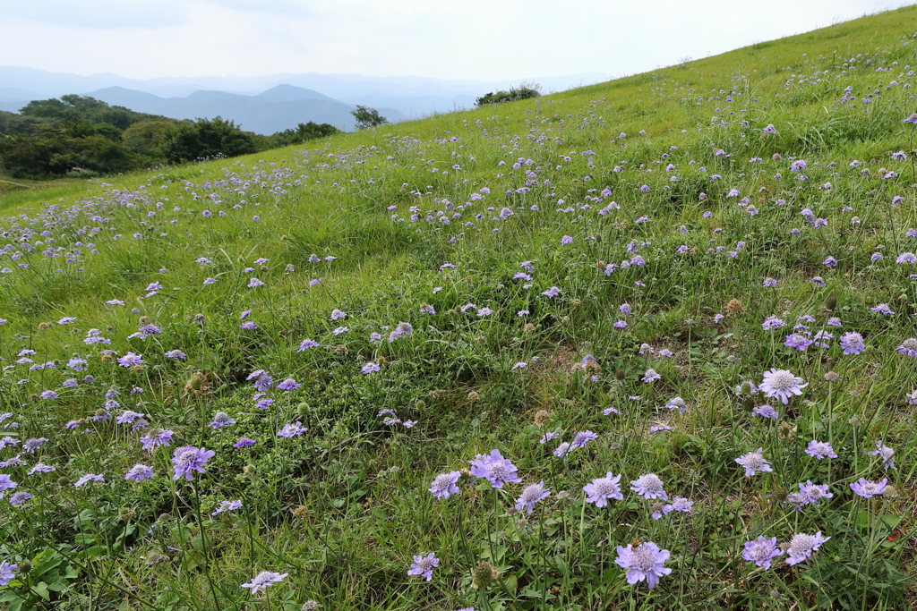 高原の山野草２