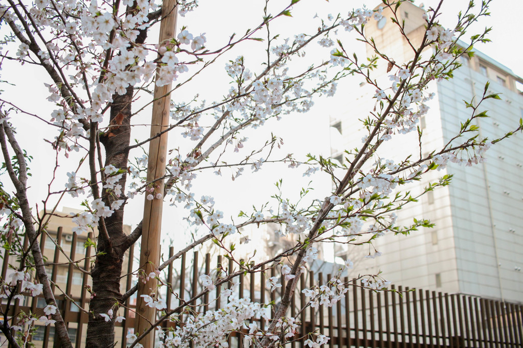 あきばのさくら