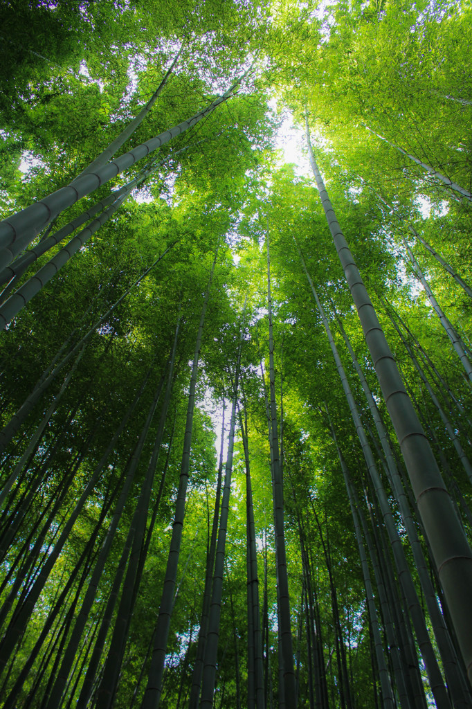 竹寺の竹林