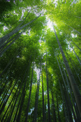 竹寺の竹林