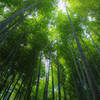 竹寺の竹林
