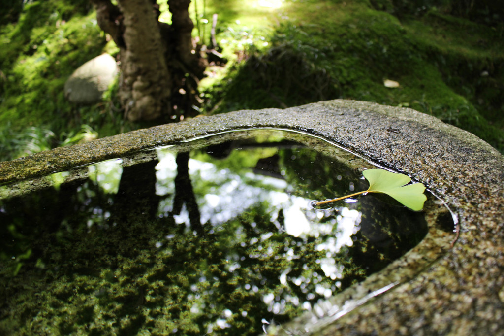 いちょうの葉