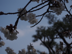 さくら2018