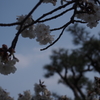 さくら2018
