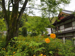 山吹