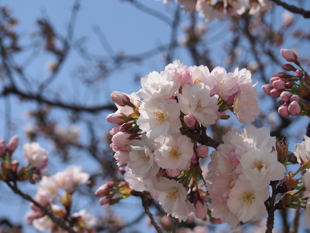 二条城の桜