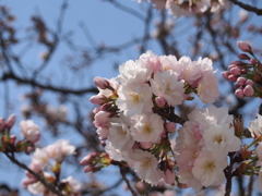 二条城の桜