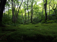 こけこけ