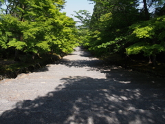 青もみじ