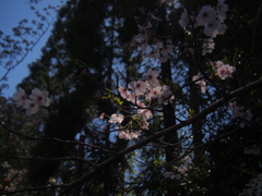 さくら